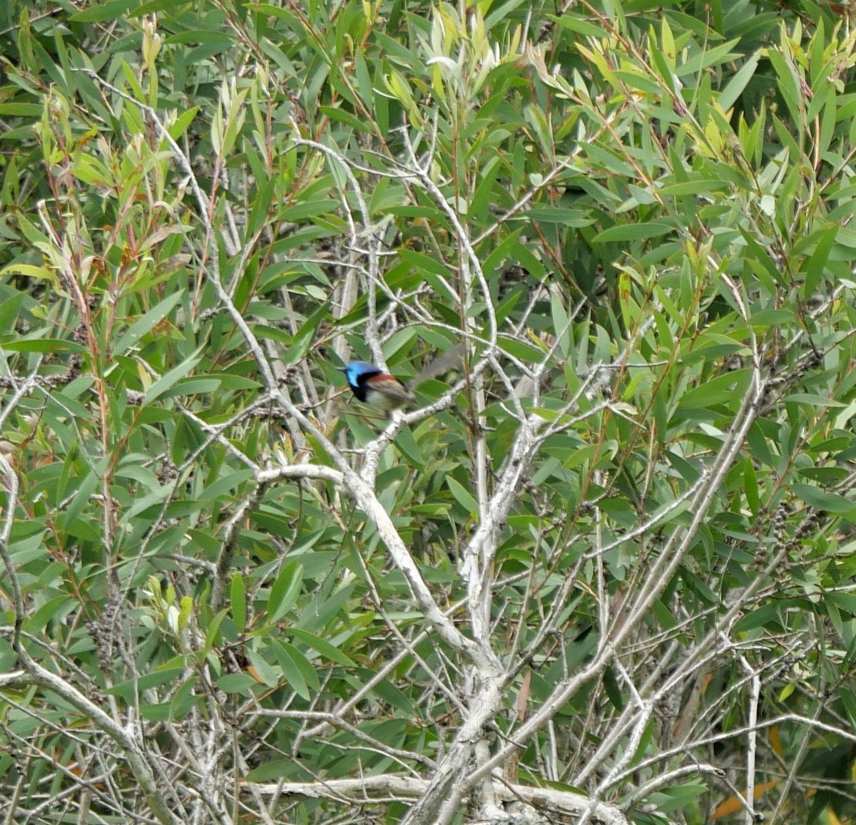 Variegated Fairywren - ML392120261