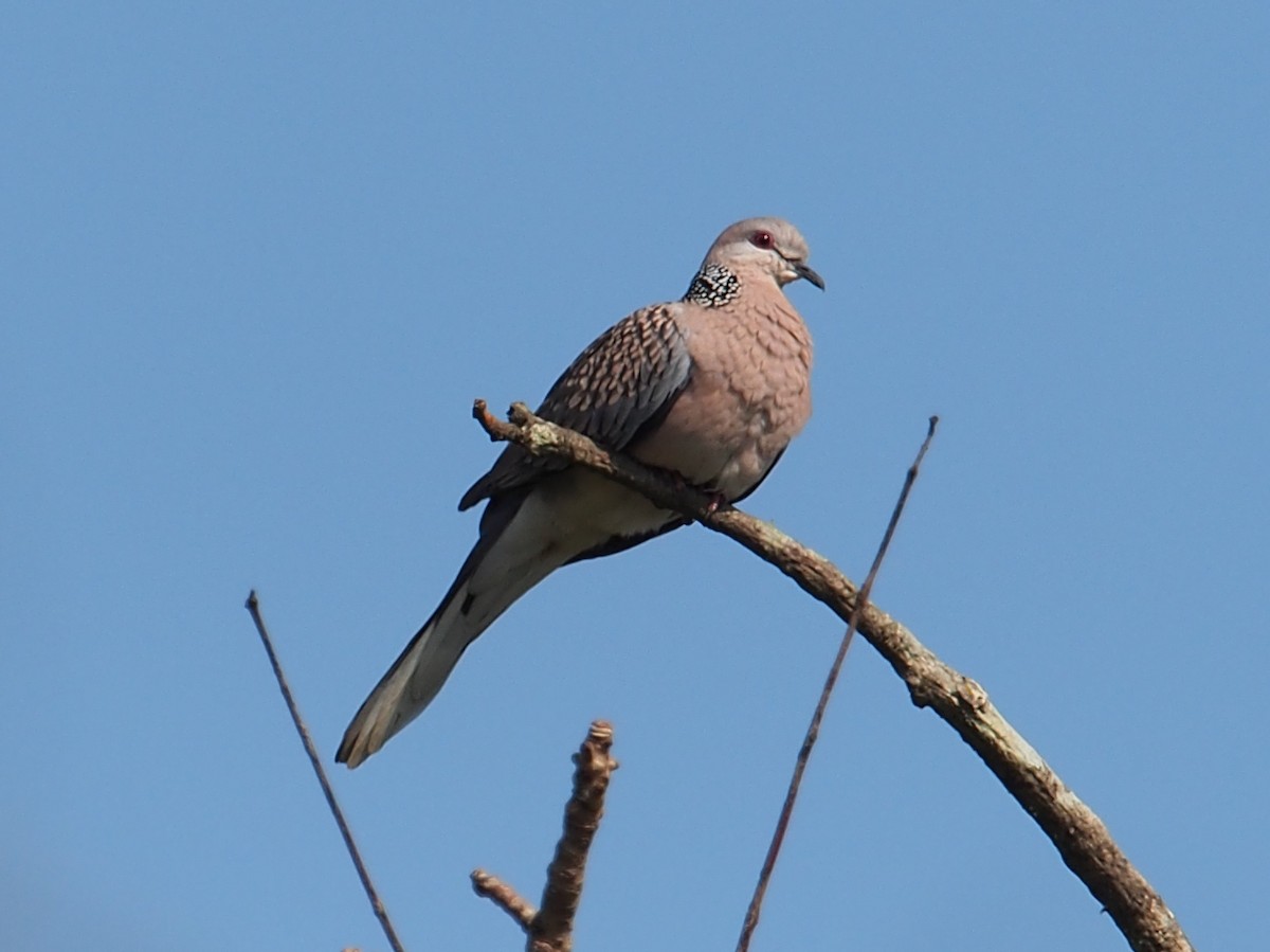 珠頸斑鳩 - ML39212031