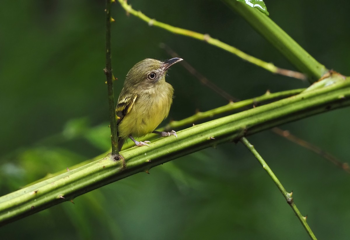 Mosquerito Piquicurvo Sureño - ML392120341