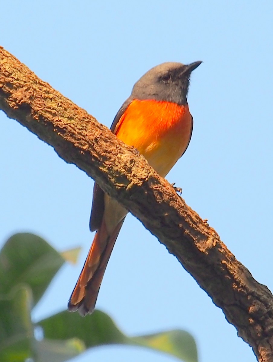 Small Minivet - ML39212071