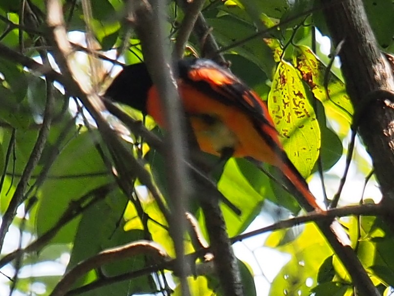 Orange Minivet - ML39212131