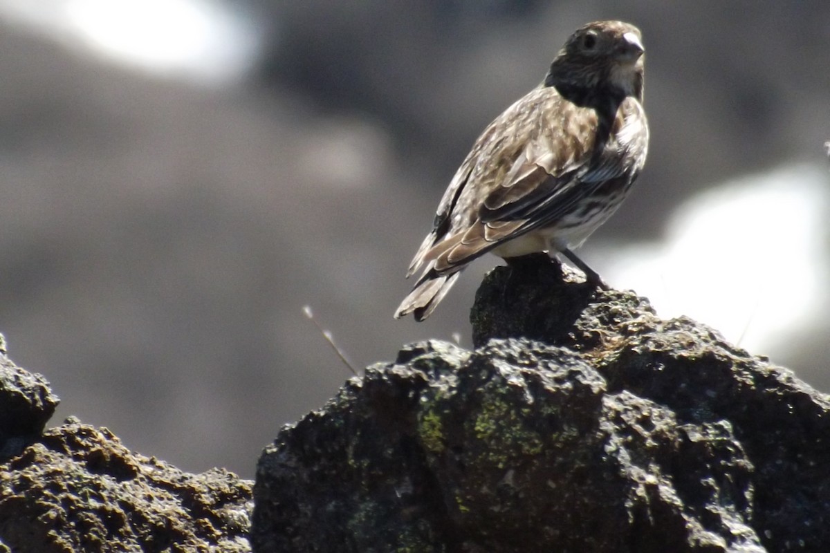 Yellow-bridled Finch - ML39212161