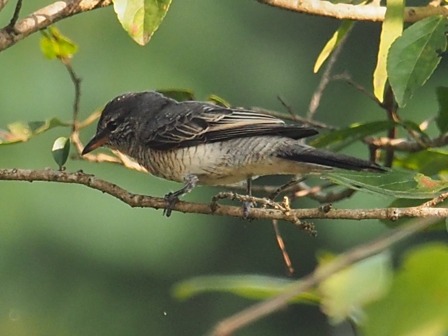 Black-headed Cuckooshrike - ML39212181