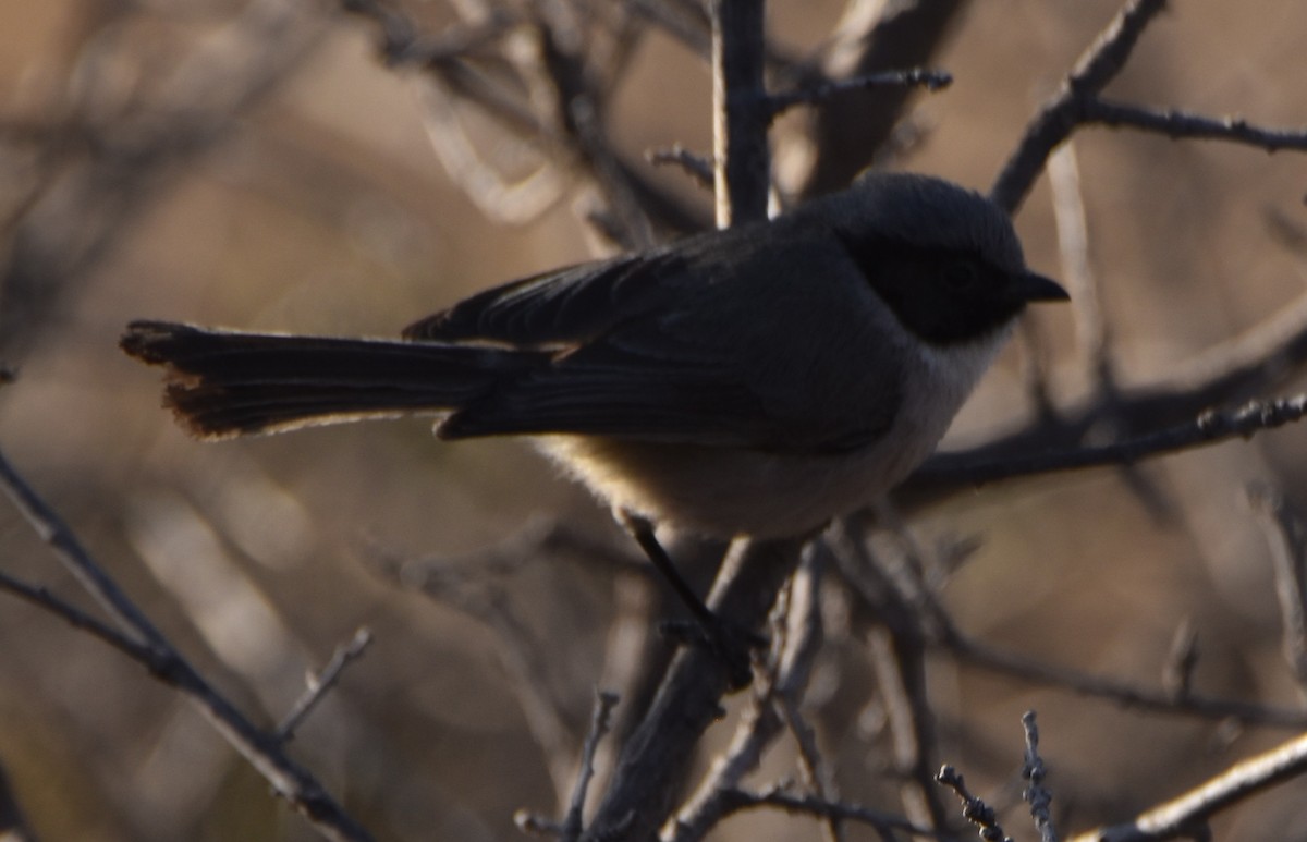 Bushtit - Leonardo Guzmán (Kingfisher Birdwatching Nuevo León)