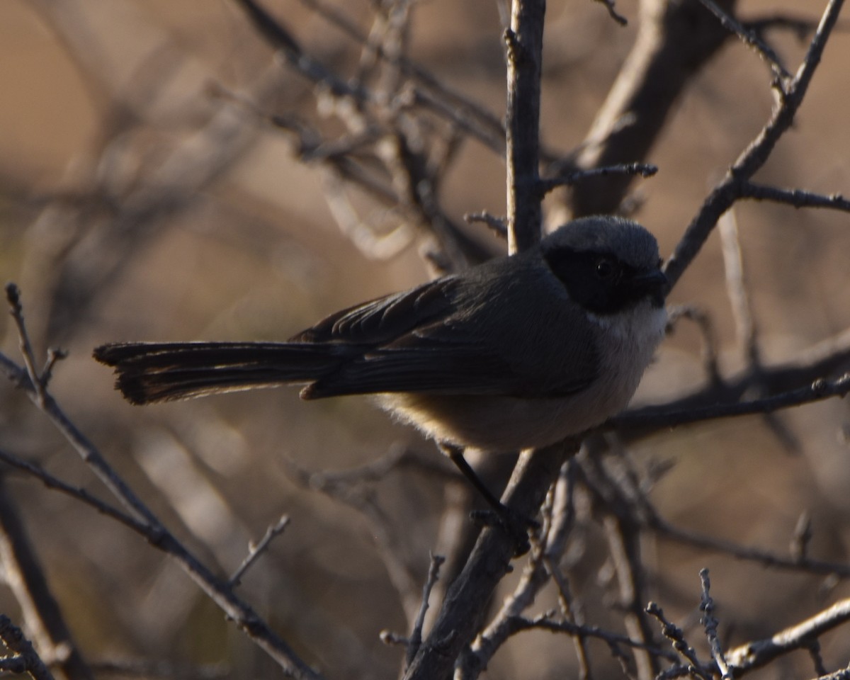 Bushtit - ML392122571