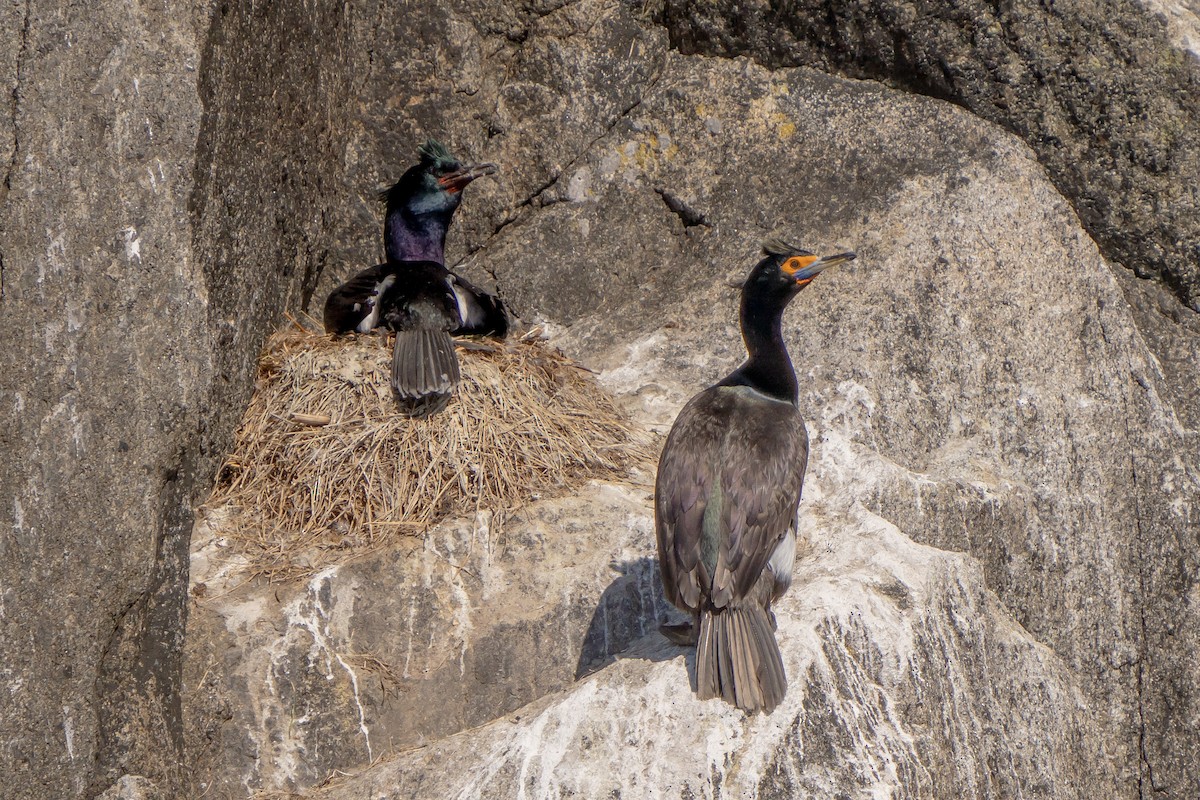 Red-faced Cormorant - Robert Raker