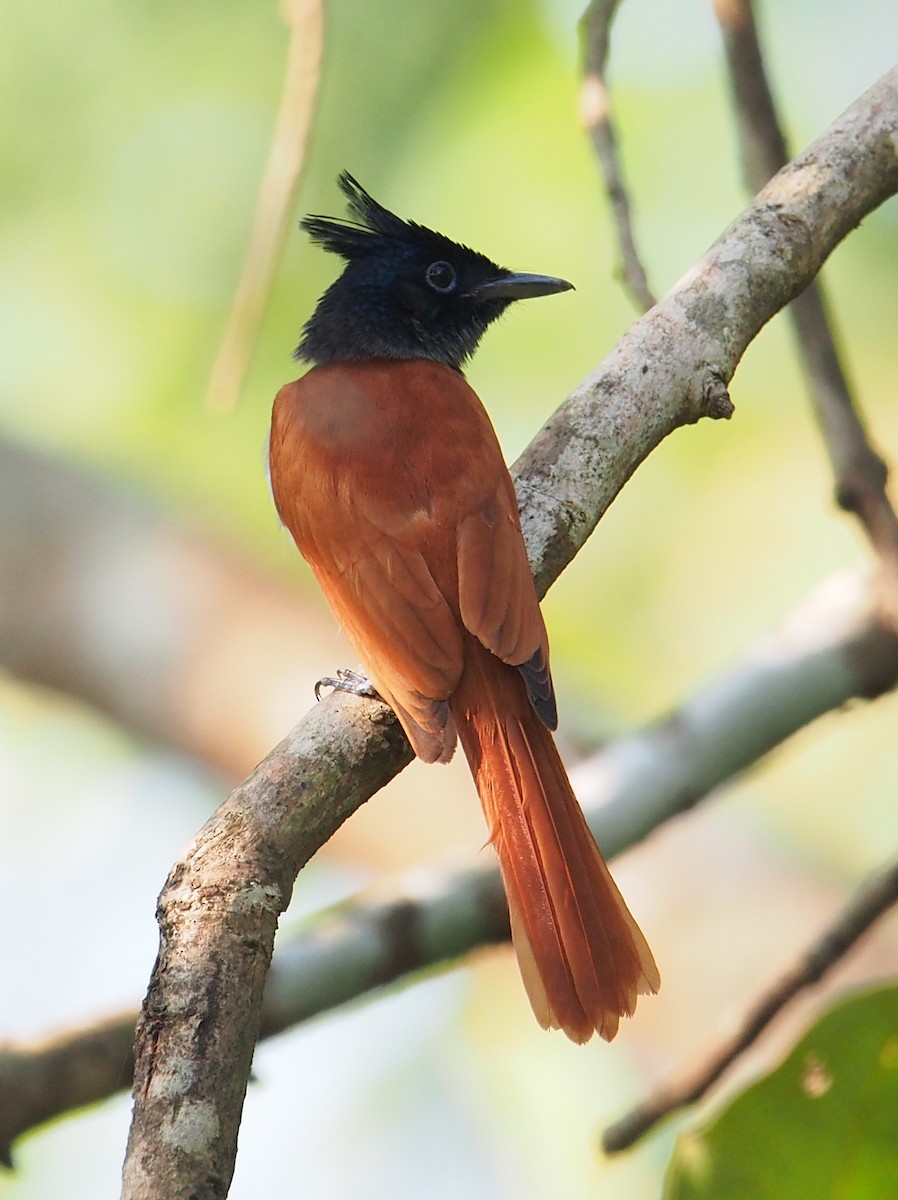 Indian Paradise-Flycatcher - Ninad Thakoor