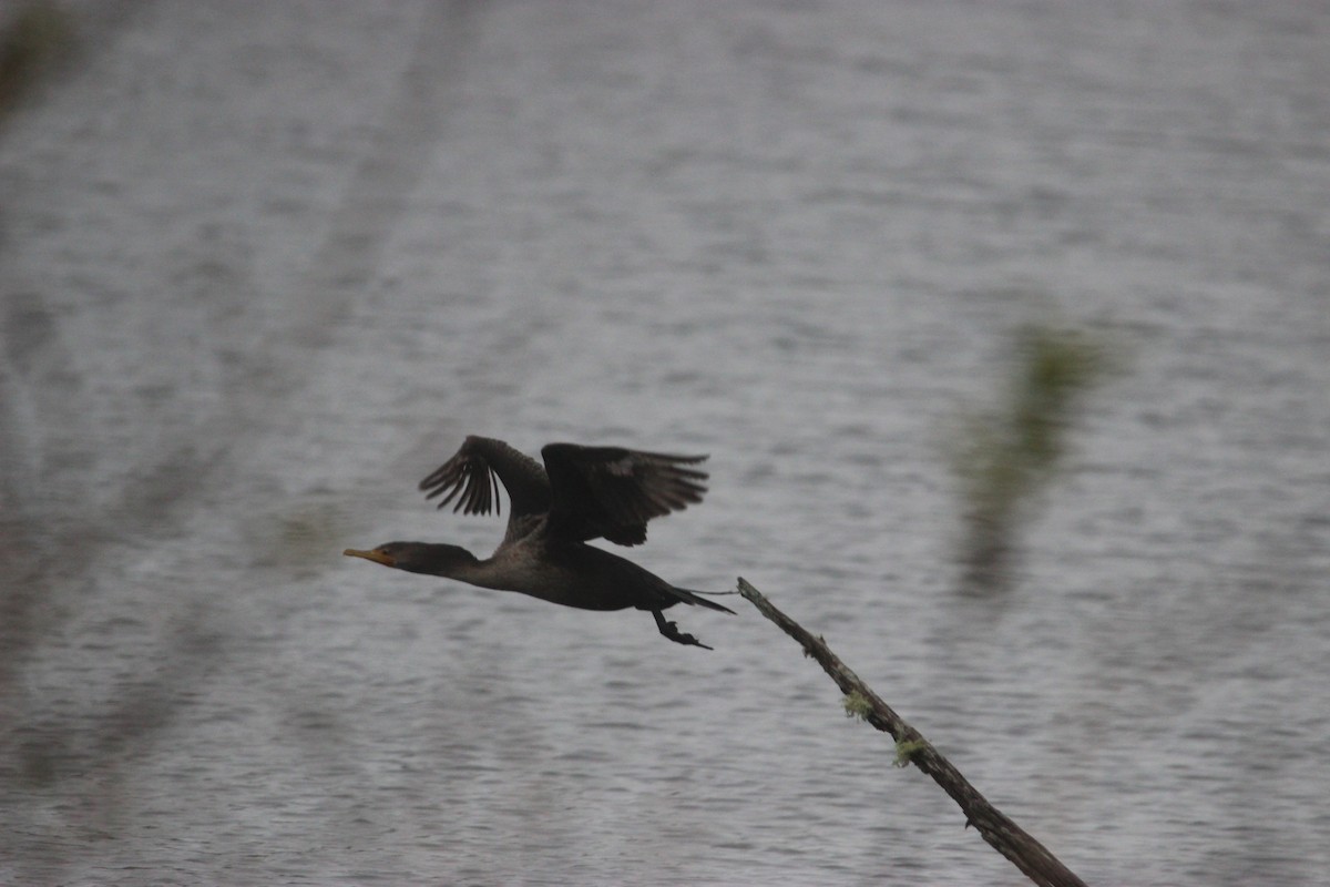 Cormoran à aigrettes - ML392123761