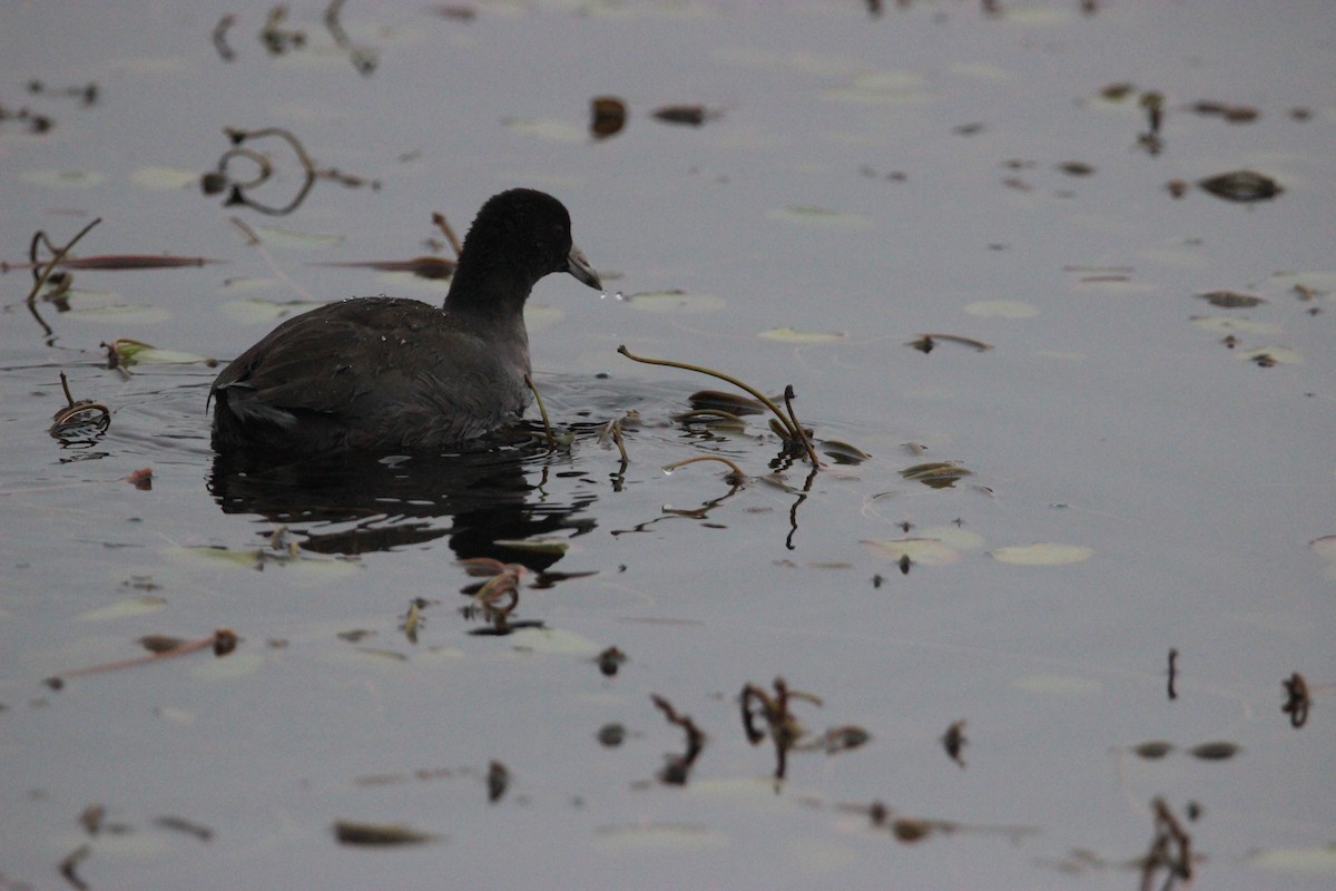American Coot - ML392124111