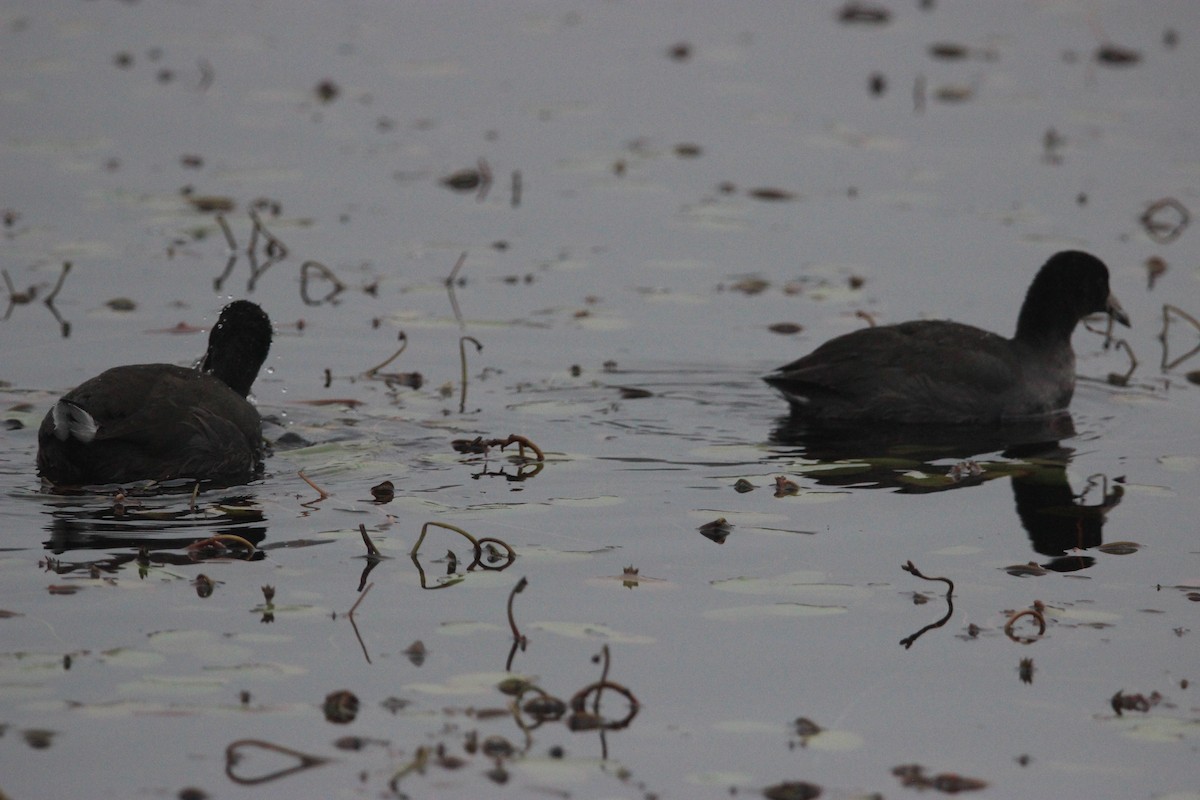 American Coot - ML392124121