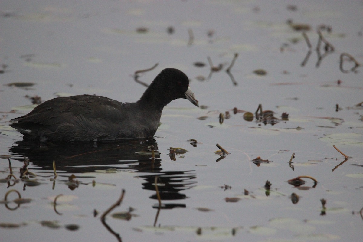 American Coot - ML392124131