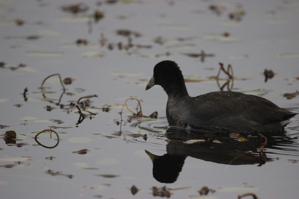 American Coot - ML392124141