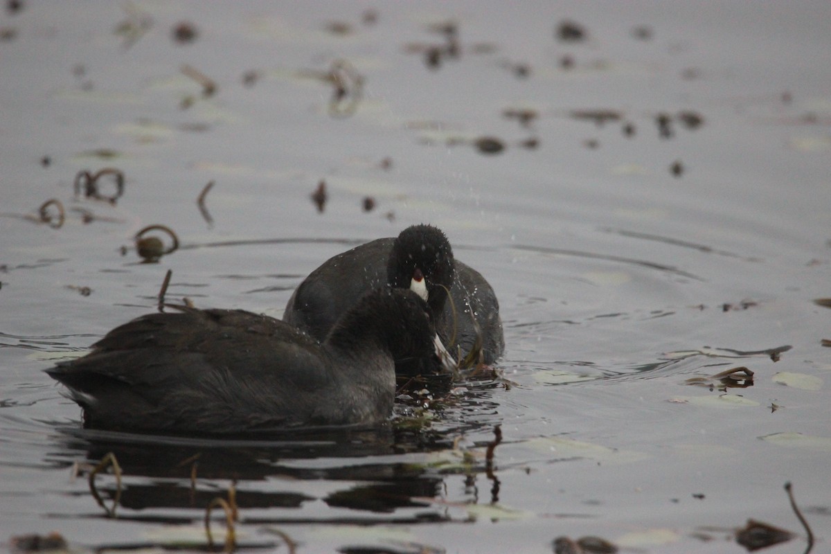 American Coot - ML392124191