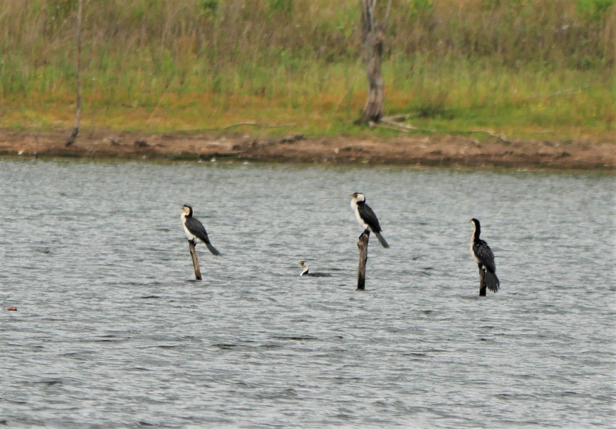 Cormorán Piquicorto - ML392124661