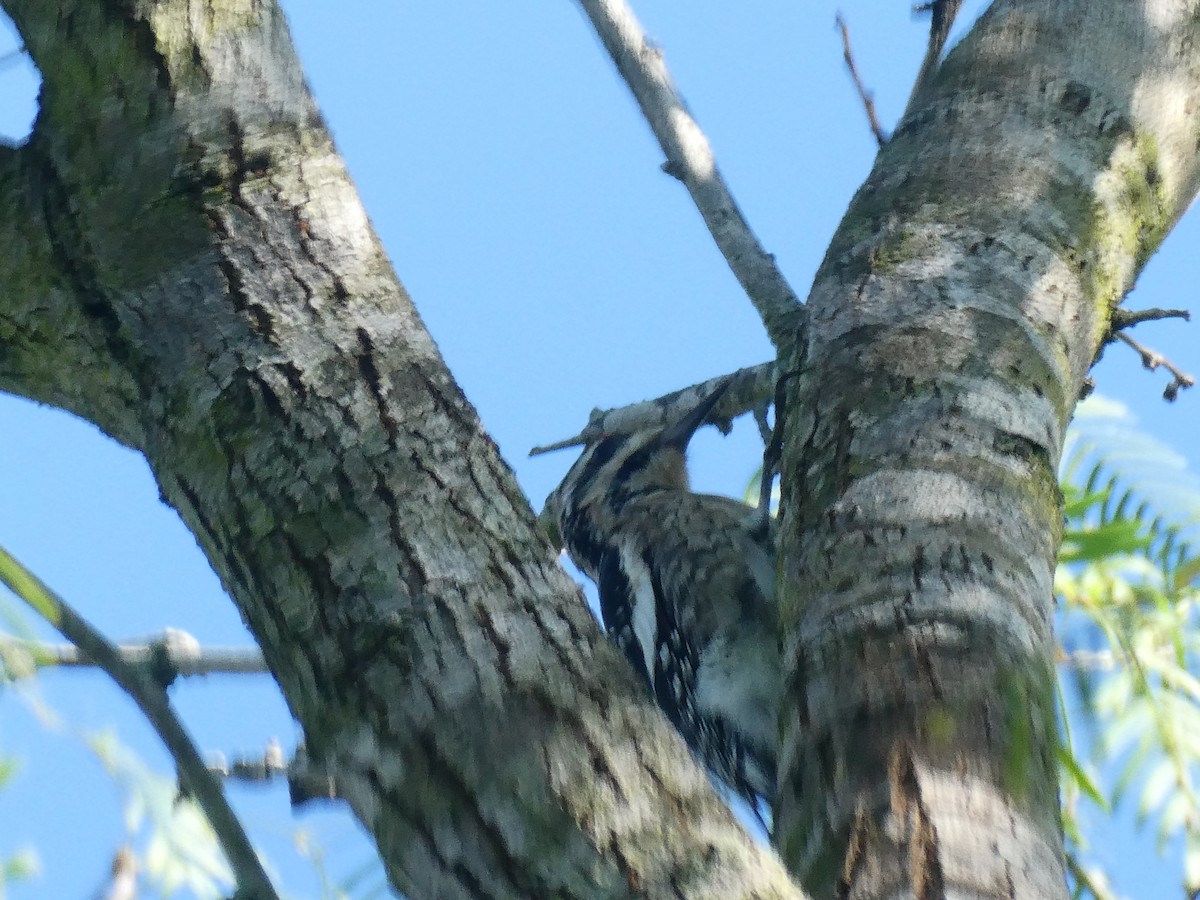 Yellow-bellied Sapsucker - ML392125011