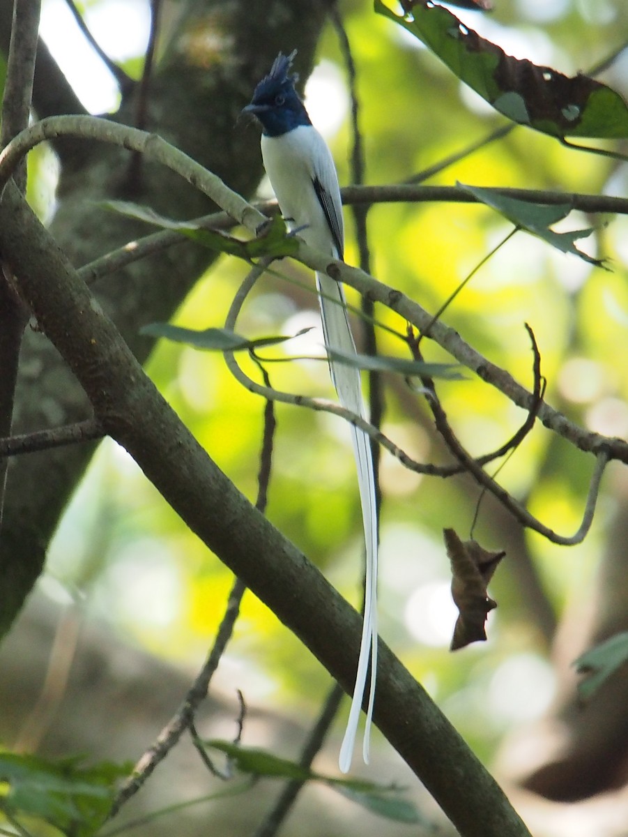 Indian Paradise-Flycatcher - ML39212531