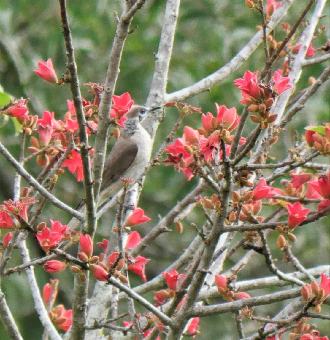 Little Friarbird - ML392125381