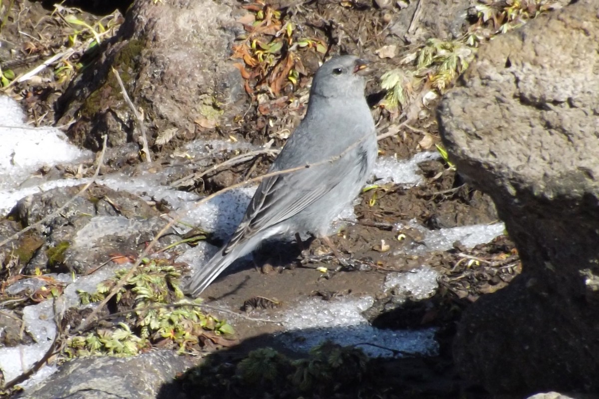 Plumbeous Sierra Finch - ML39212571