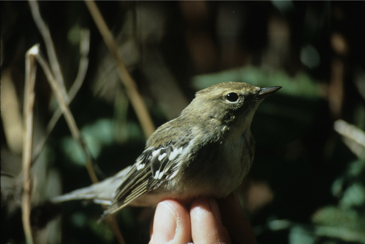 Blackpoll Warbler - Oregon Bird Records Committee OBRC