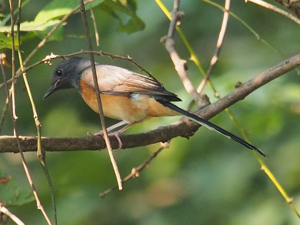 White-rumped Shama - ML39212691