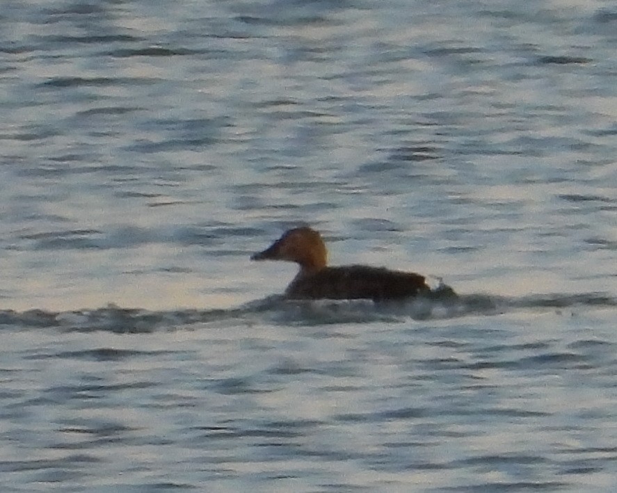 King Eider - ML392128851