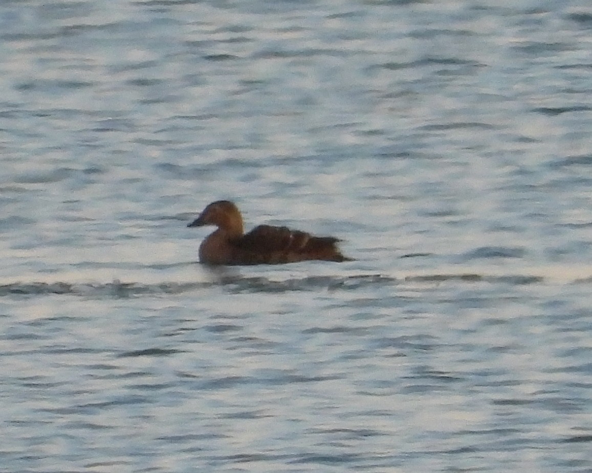 King Eider - David Lambeth