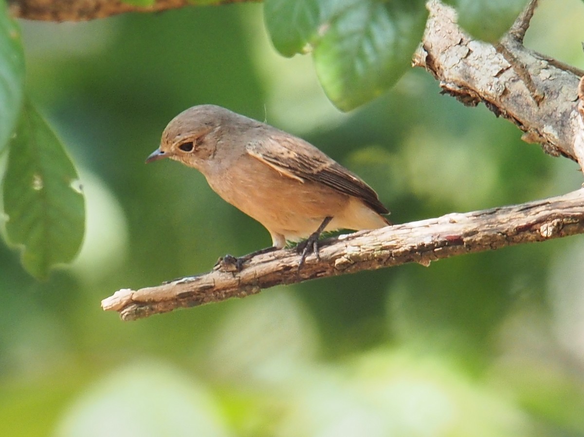 Black Redstart - ML39213041