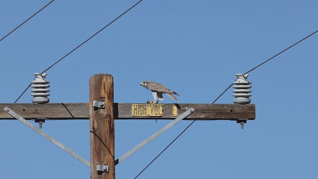 Prairie Falcon - ML392130931