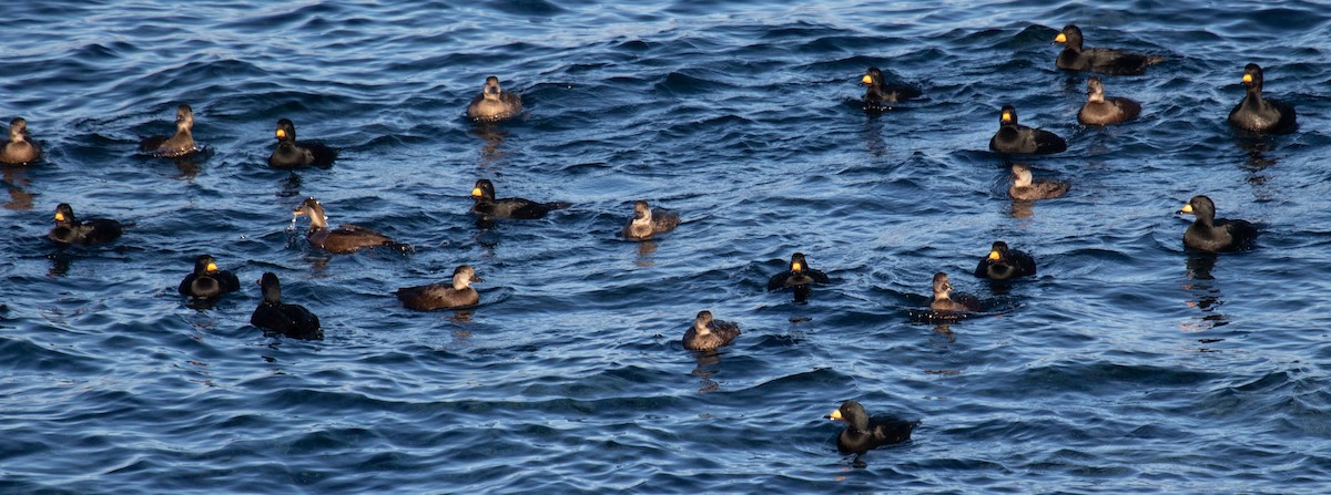 Black Scoter - Robin Corcoran