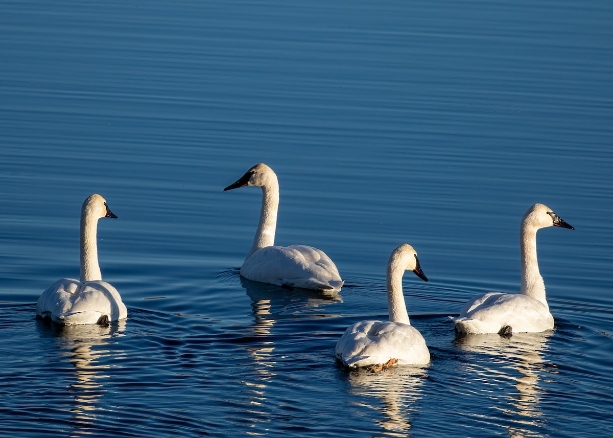 Trumpeter Swan - ML392133781