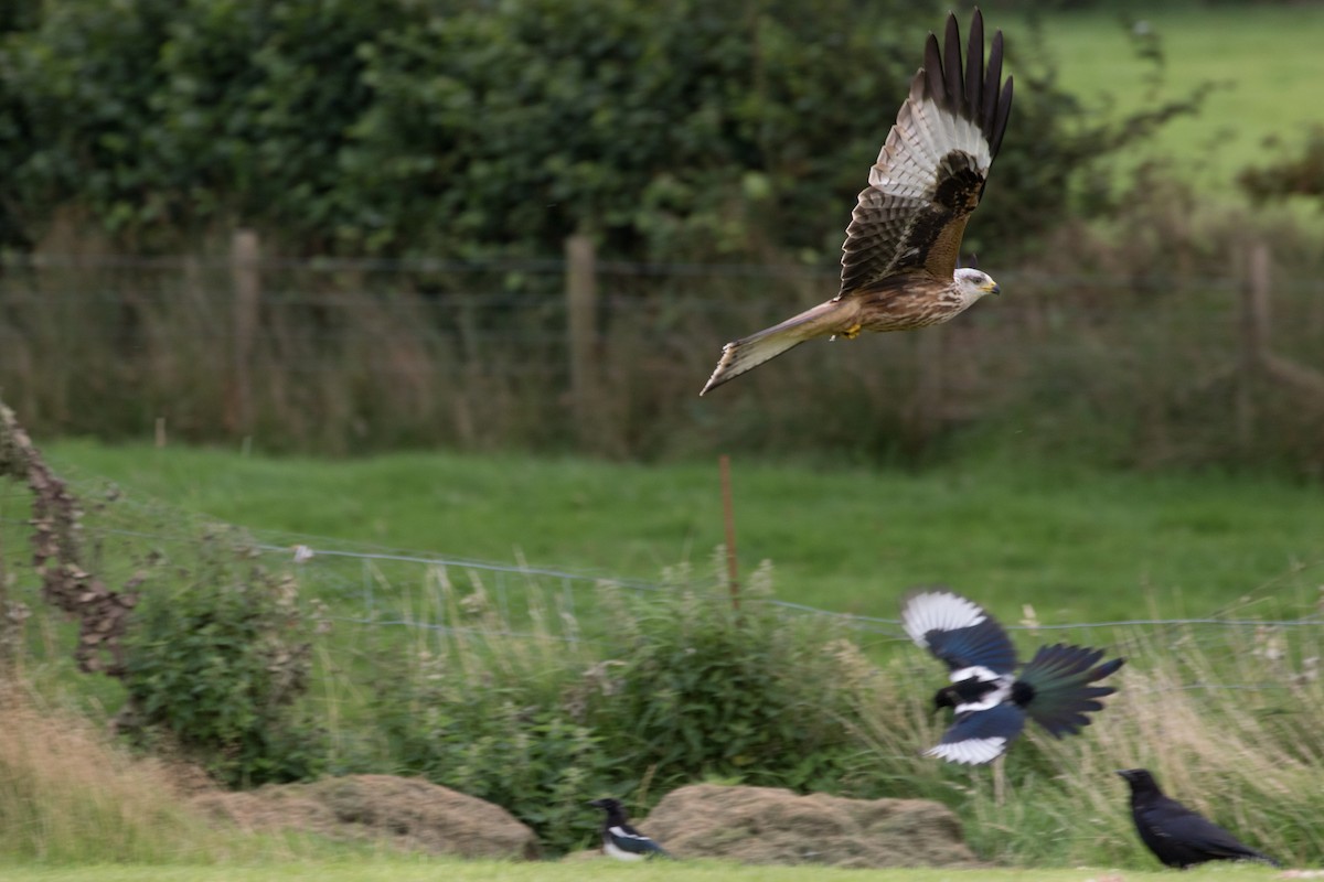 Red Kite - ML392134361