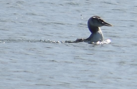 Yellow-billed Loon - ML392134931