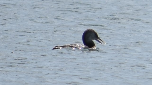 Yellow-billed Loon - ML392134941