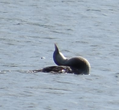 Yellow-billed Loon - ML392134951