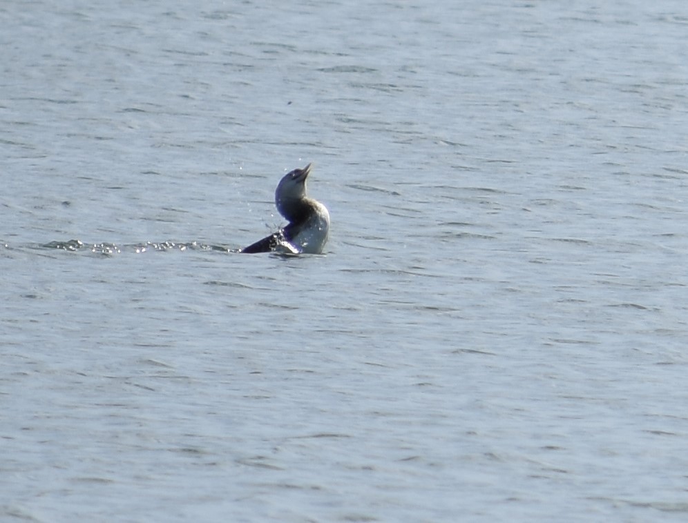 Yellow-billed Loon - ML392134971