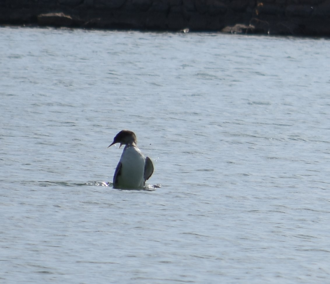 Yellow-billed Loon - ML392134981