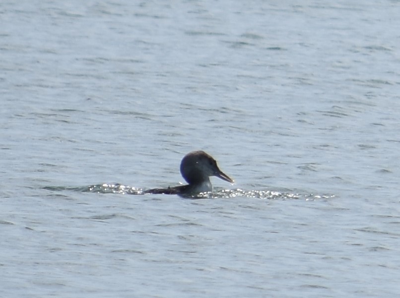 Yellow-billed Loon - ML392135001