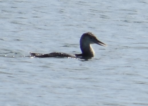 Yellow-billed Loon - Jacki Gerber