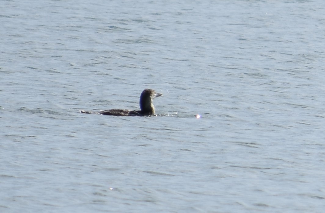 Yellow-billed Loon - ML392135021