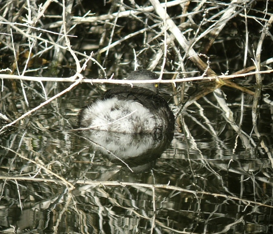Least Grebe - ML392135421
