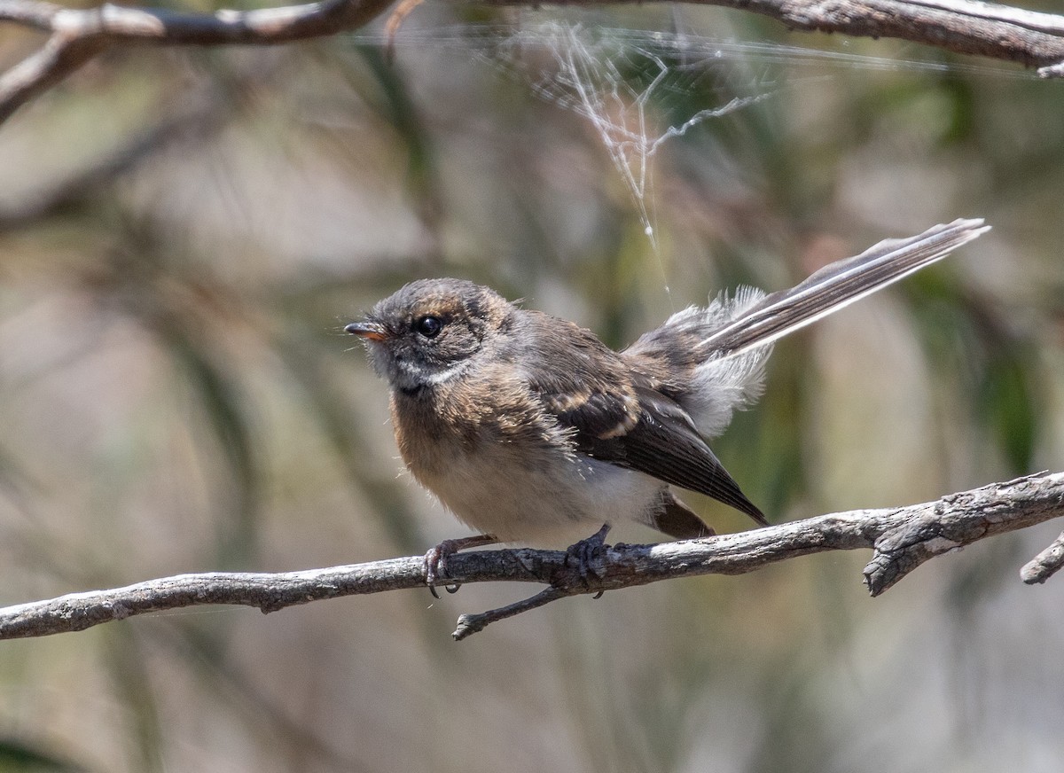 Gray Fantail (albiscapa) - ML392136231