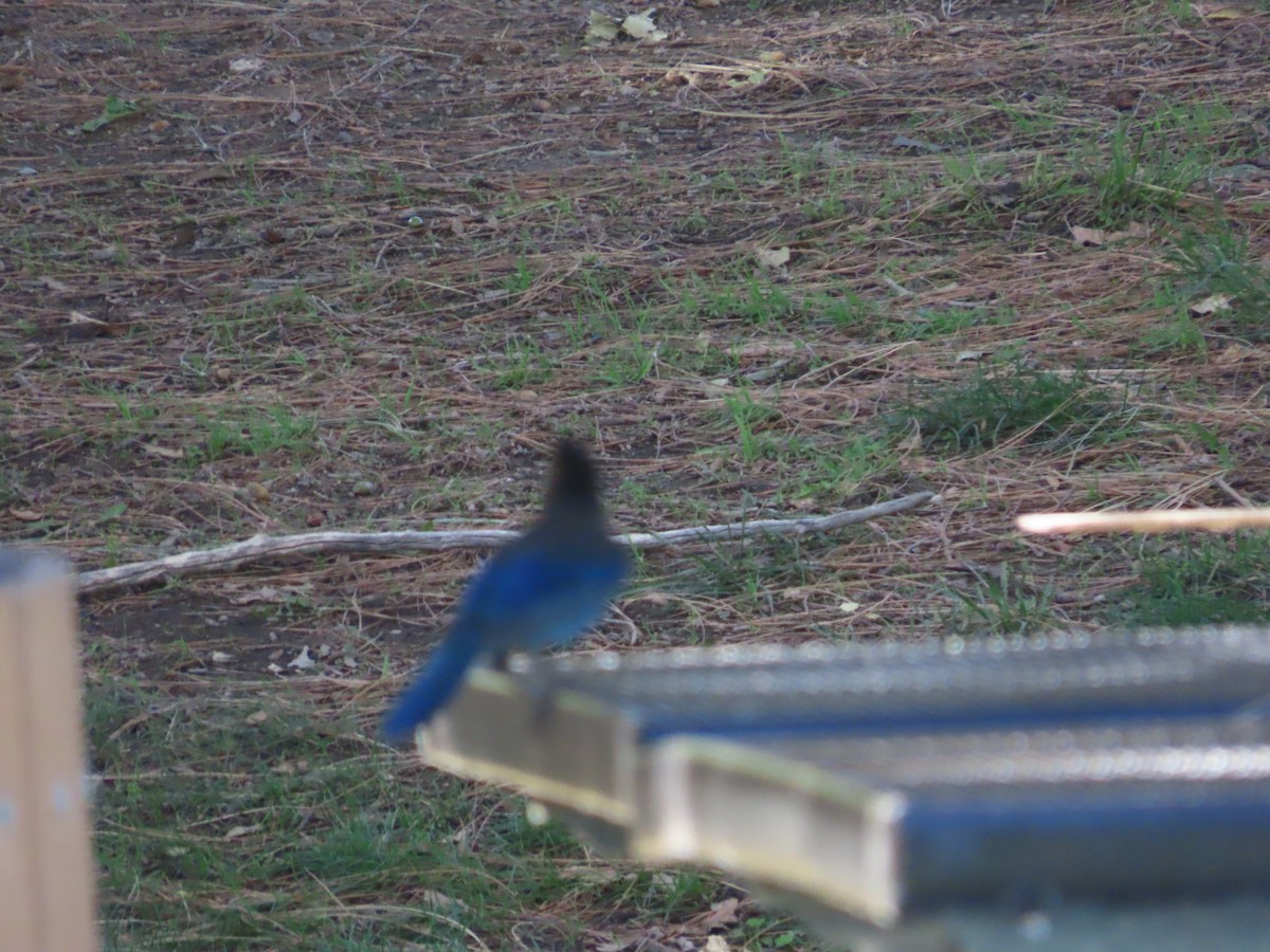 Steller's Jay - ML392137211