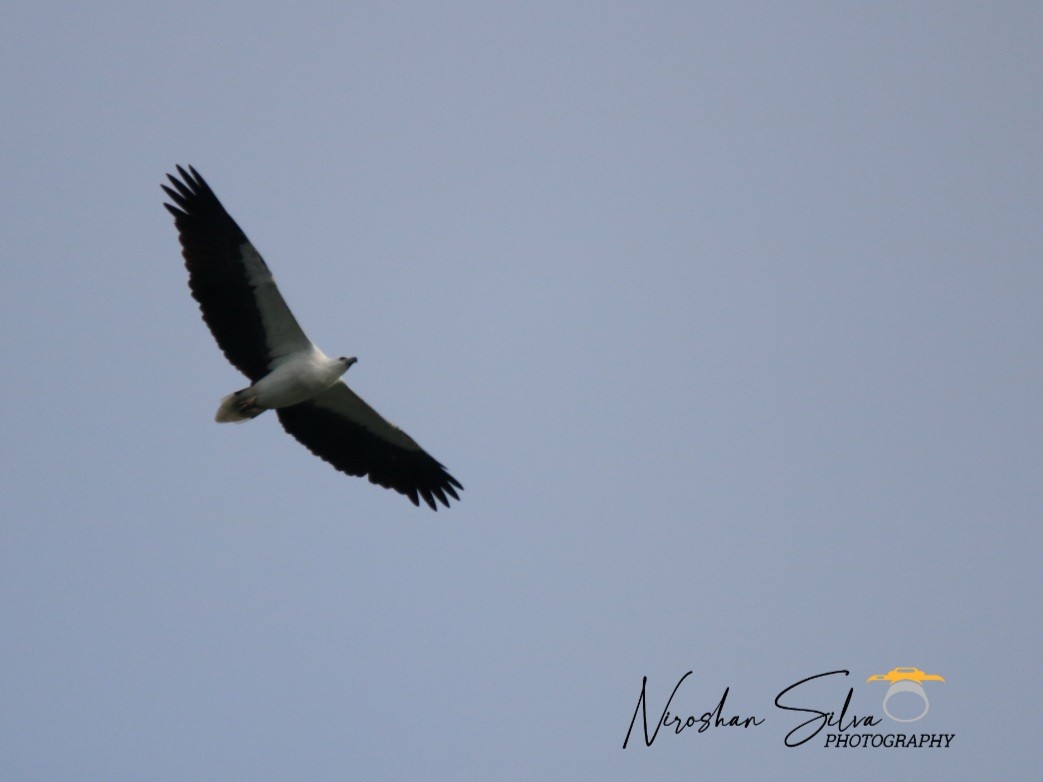 White-bellied Sea-Eagle - ML392138261