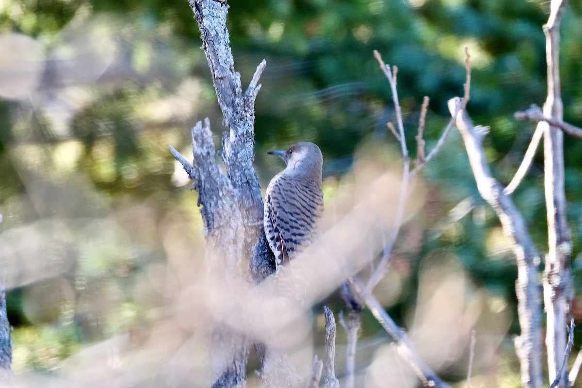 Northern Flicker - ML392138721