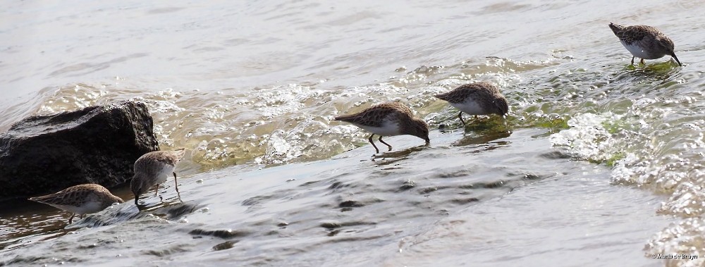 Least Sandpiper - ML392139551