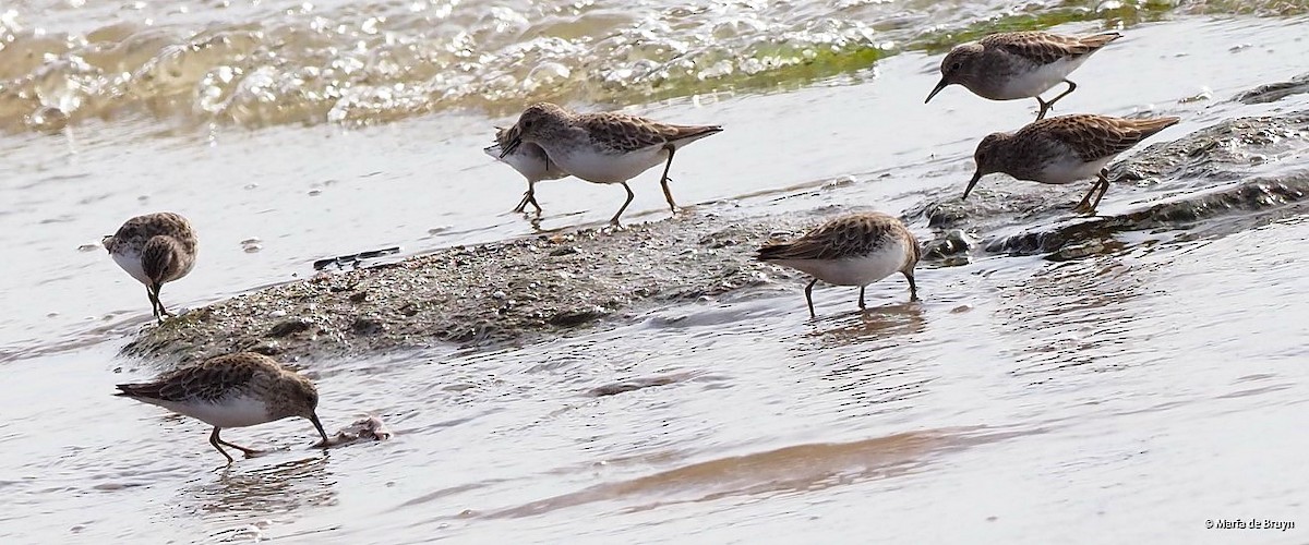 Least Sandpiper - ML392139561