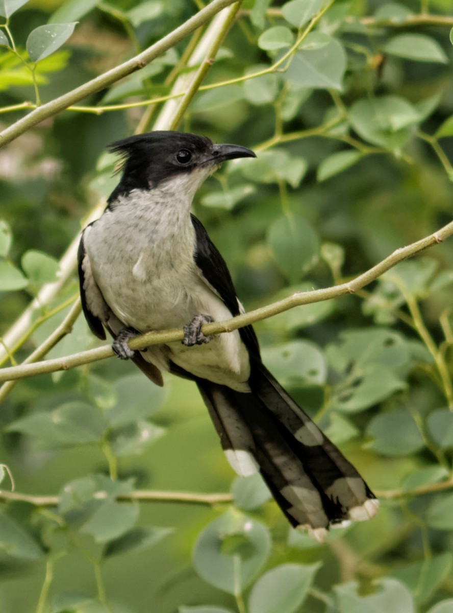 Pied Cuckoo - Able Lawrence