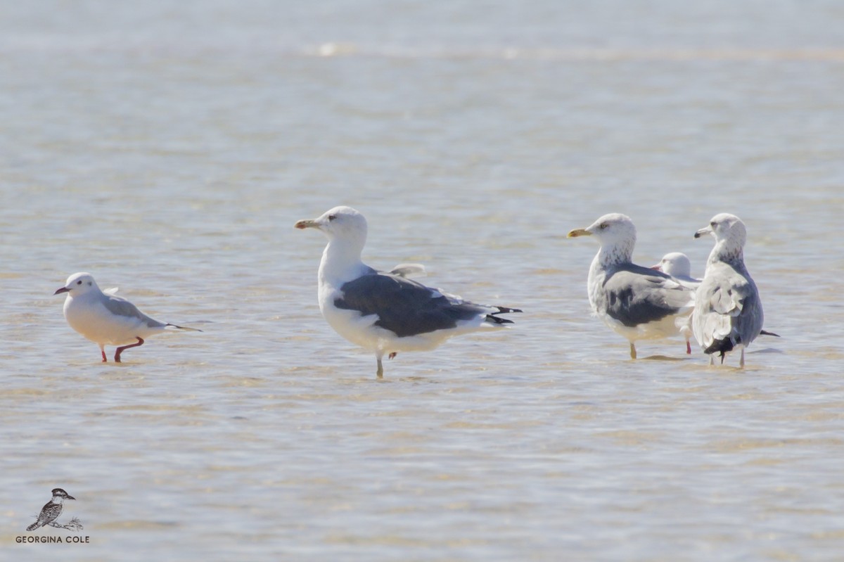 Lesser Black-backed Gull - Georgina Cole