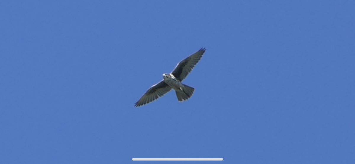 Prairie Falcon - ML392146431