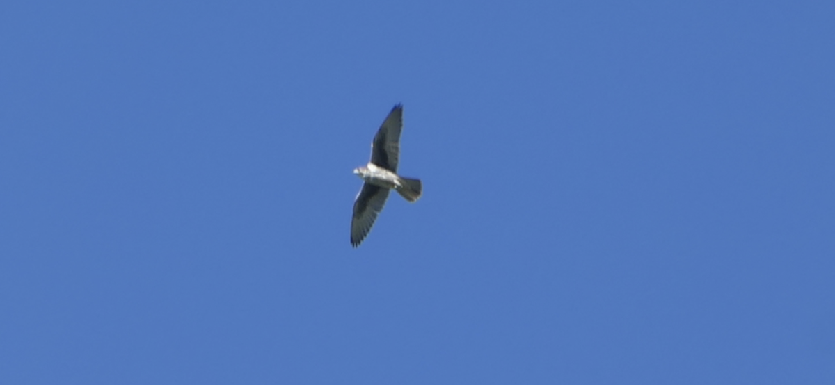 Prairie Falcon - ML392146441